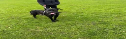 Cane Corso dogs for sale: X4 female cane corso  - Advert 19