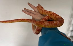 Snake reptiles for sale: Corn snake with equipment  - Image 4