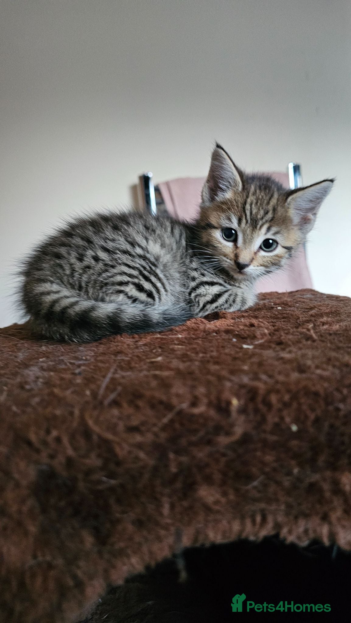 Mixed Breed cats 7 lovely kittens - Advert 1