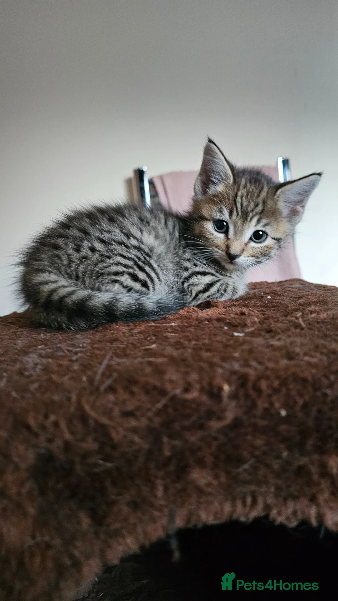 Mixed Breed cats for sale: 7 lovely kittens in Llanymynech - Advert 1