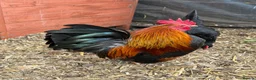 Chickens poultry for sale: Beauty Smooth Serama Cockerel Available 4 Adoption in Basildon - Advert 3