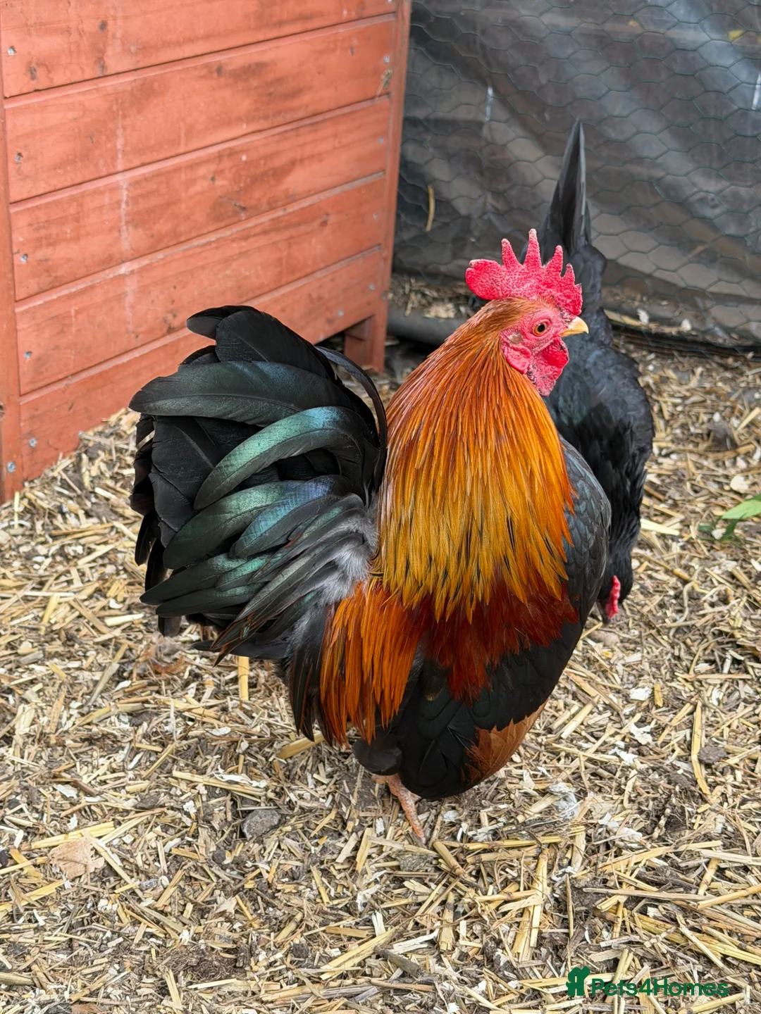 Chickens poultry for sale: Beauty Smooth Serama Cockerel Available 4 Adoption in Basildon - Advert 3
