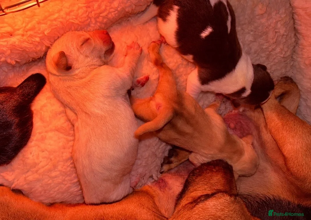 Jack Chi dogs for sale: Beautiful puppy’s  - Advert 1