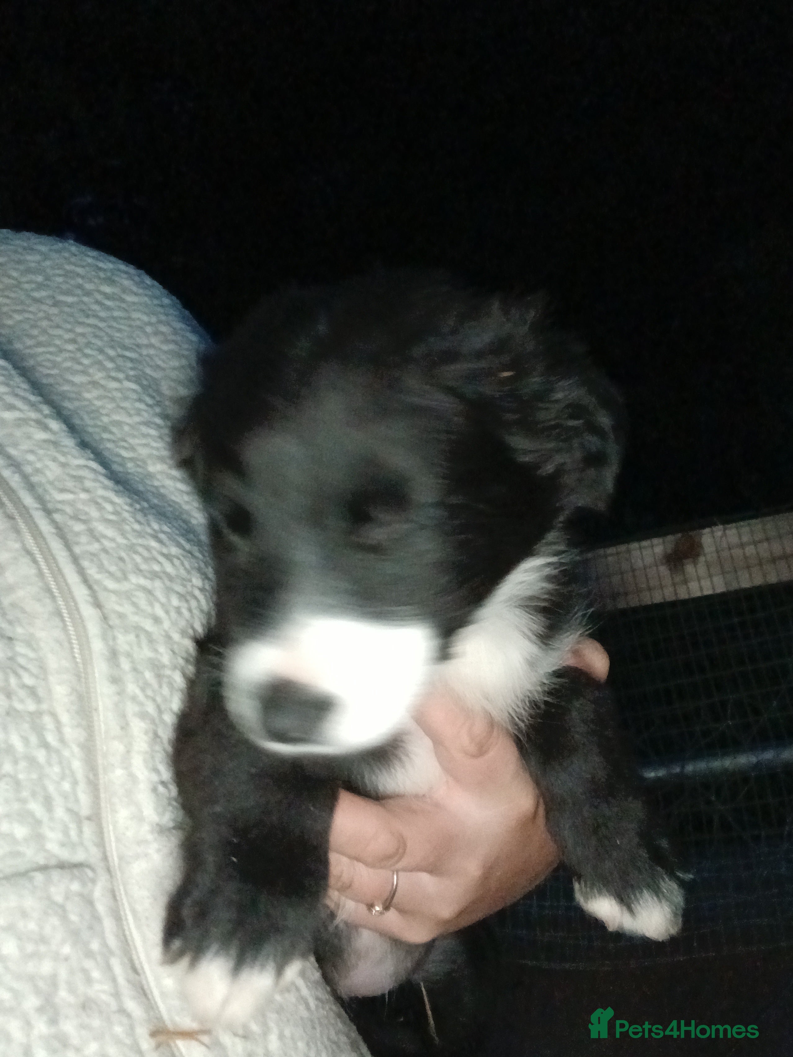 Border Collie dogs Beautiful collie pupa - Advert 8