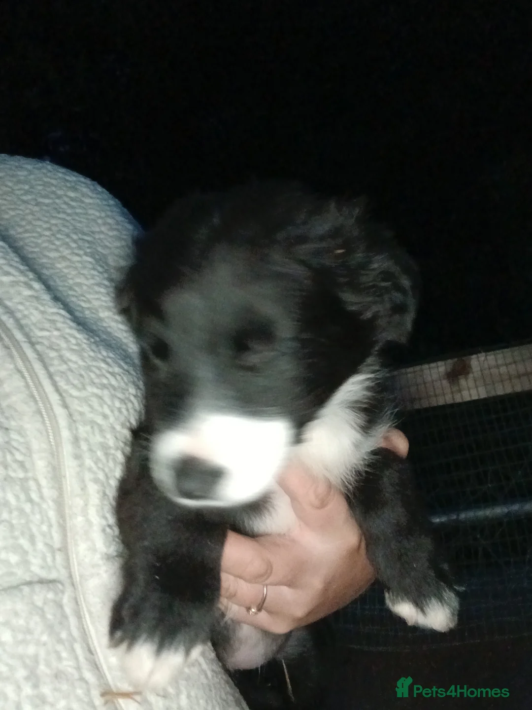 Border Collie dogs for sale: Beautiful collie pupa - Advert 1