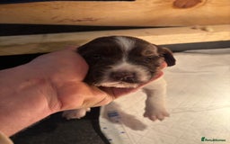 English Springer Spaniel dogs for sale: 7 springer spaniel puppies. Both parents working - Advert 9