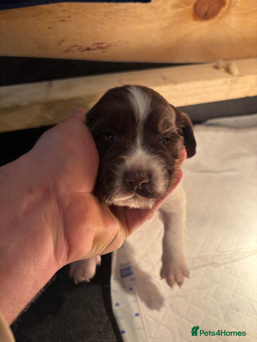 English Springer Spaniel dogs for sale: 7 springer spaniel puppies. Both parents working - Advert 9