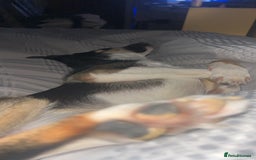 Border Collie dogs for sale: Reggie🩵 - Image 9