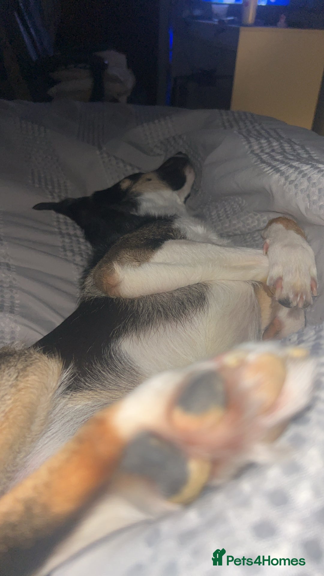 Border Collie dogs for sale: Reggie🩵 - Image 9