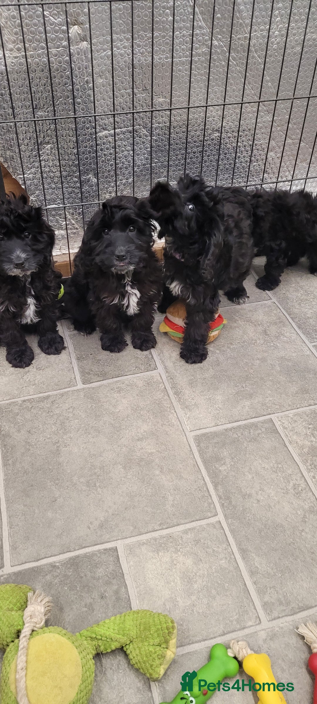 Cockapoo dogs for sale: 3 Stunning Black Girls F1 Show type cockapoos - Advert 9