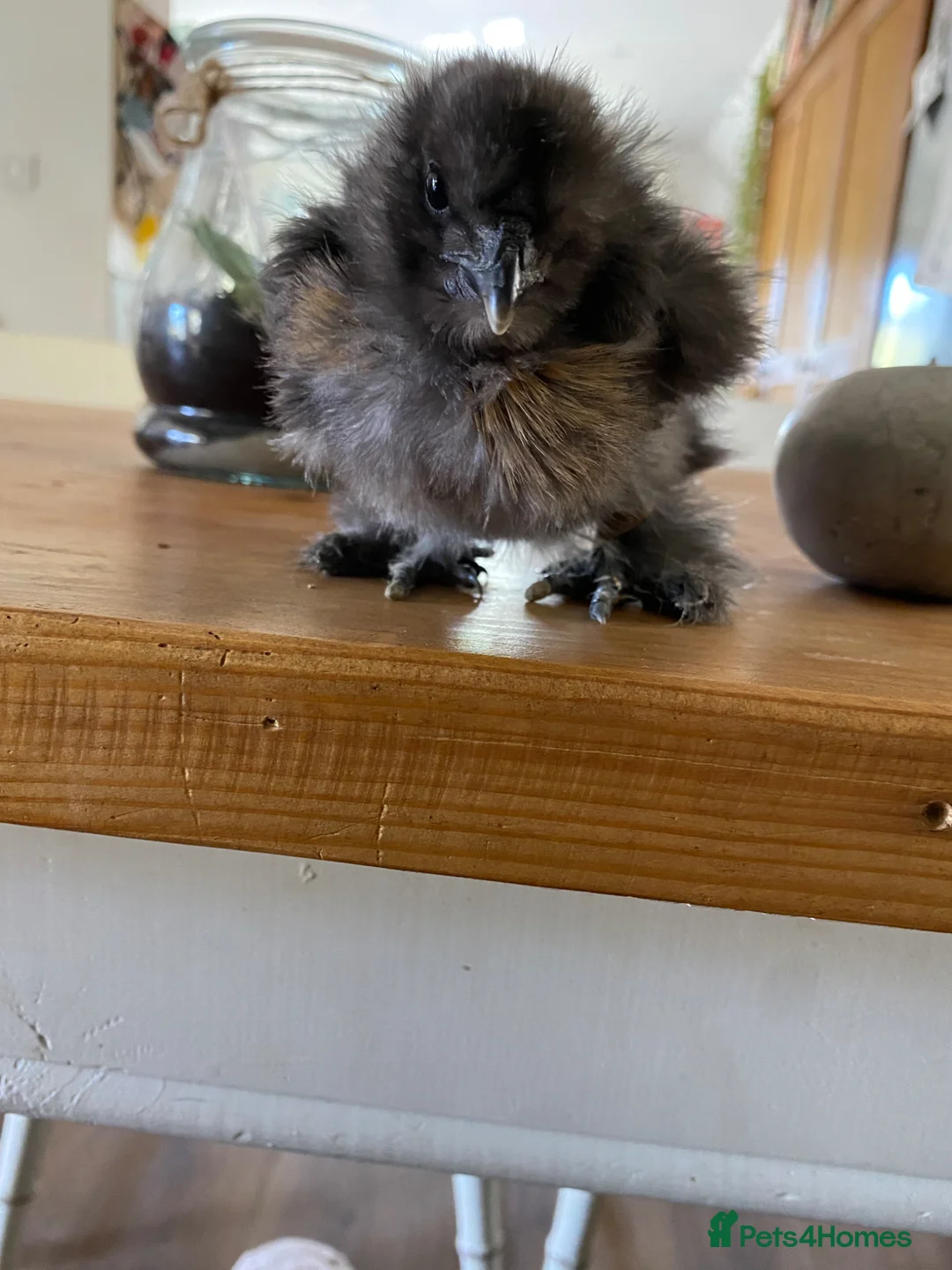 Chickens poultry for sale: Silkie chick - Advert 1
