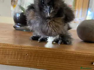 Chickens poultry Silkie chick - Advert 4