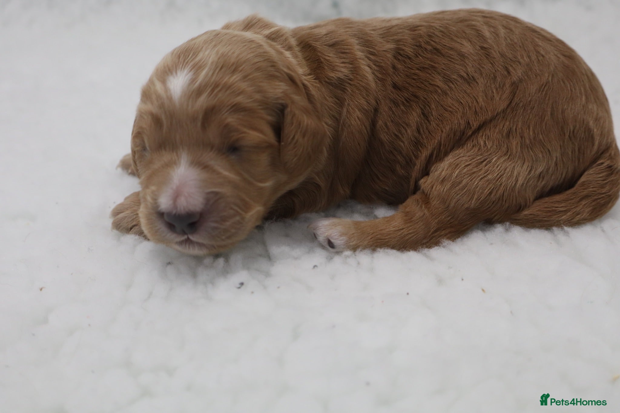 Cockapoo dogs ELITE COCKAPOOS LICENSED 5* BREEDERS - Advert 1