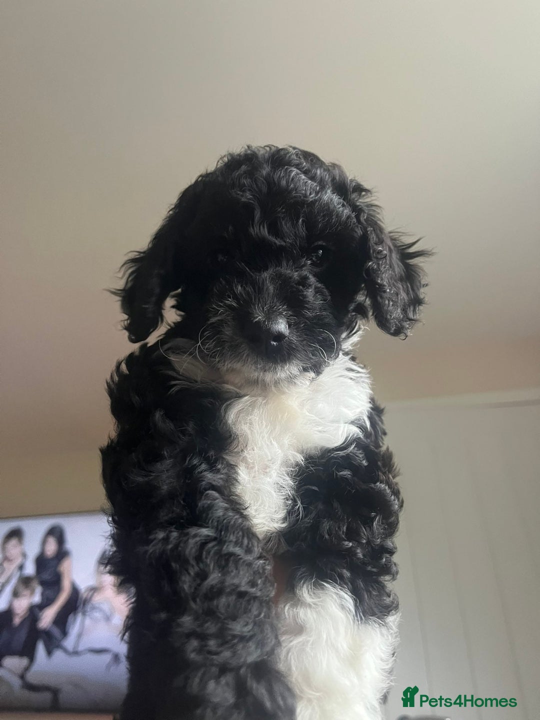 Cockapoo dogs for sale: F1b Cockapoo Puppies Last 3 Available – Ready Now. - Advert 37