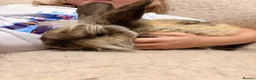Mixed Breed rabbits for sale: 3 male rabbits please read the add for information - Advert 6