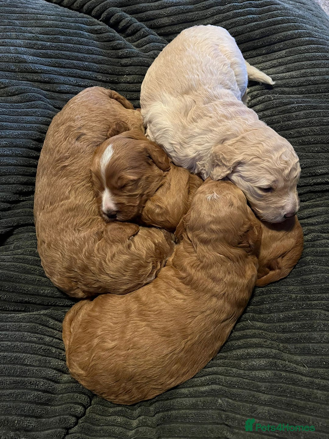 Australian Labradoodle dogs for sale: LAST ONE BOY - Australian Labradoodle Puppies  - Advert 7