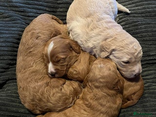 Australian Labradoodle dogs Australian Labradoodle Puppies - Advert 2