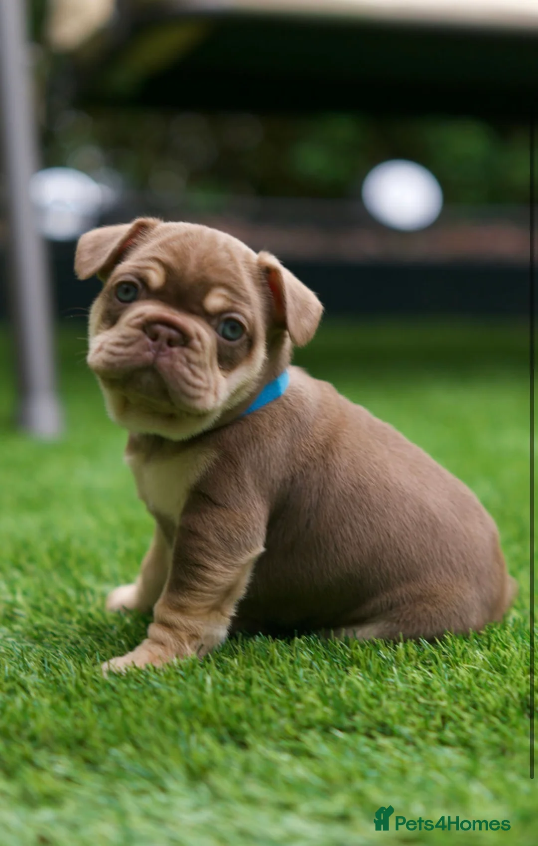 French Bulldog dogs for sale: French Bulldog puppies  - Advert 2