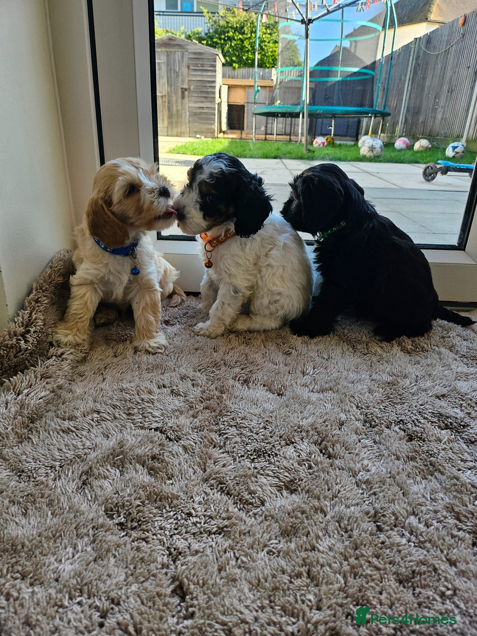 Cockapoo dogs 7 beautiful little cockerpoo puppies 🐶🐶 - Advert 2