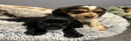 Cocker Spaniel dogs for sale: KC Reg Show Cocker - Advert 12