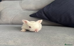 Mixed Breed rabbits for sale: Baby bunnies for sale  - Image 9