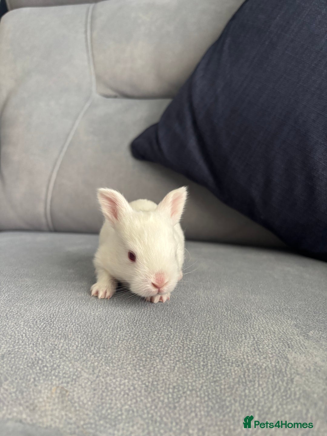 Mixed Breed rabbits for sale: Baby bunnies for sale  - Image 9