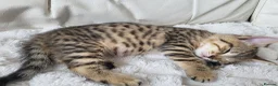 Mixed Breed cats for sale: Two gorgeous female kittens - Advert 1