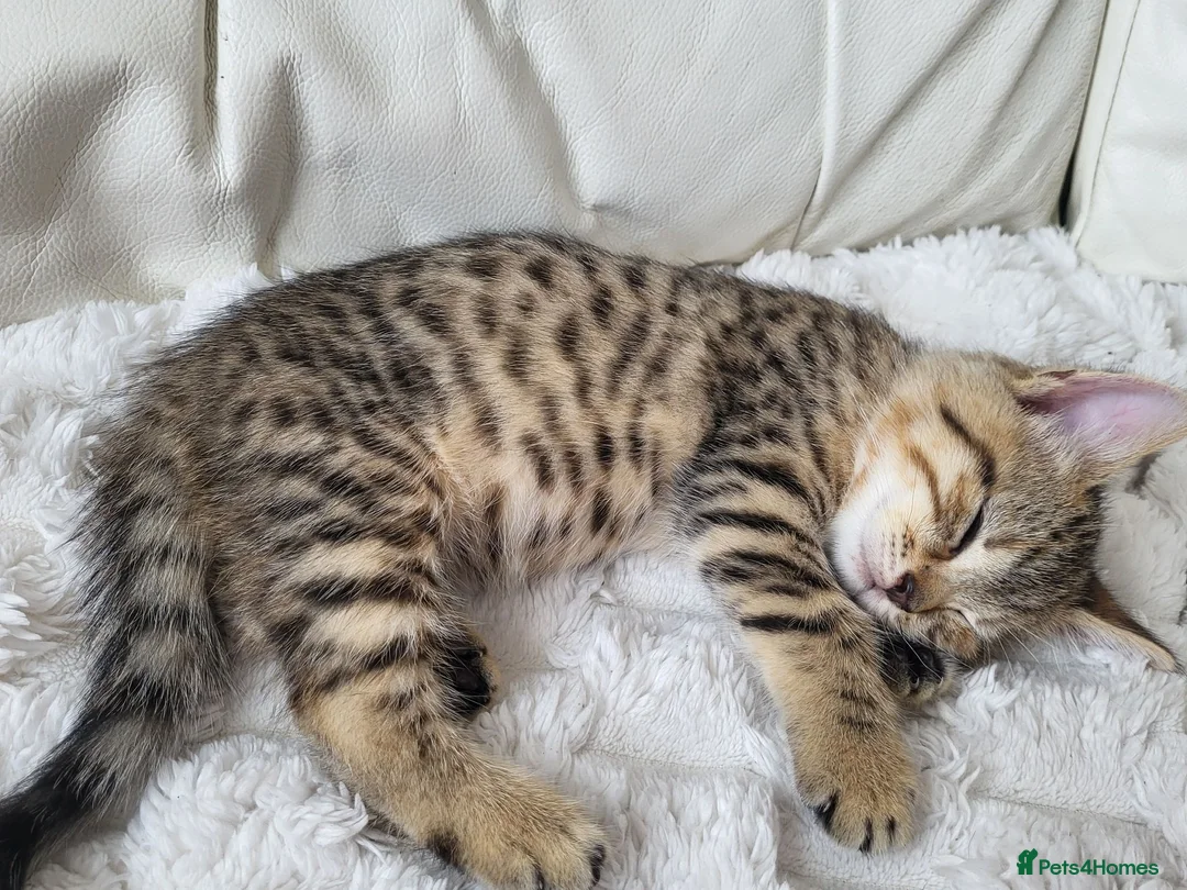 Mixed Breed cats for sale: Two gorgeous female kittens - Advert 1