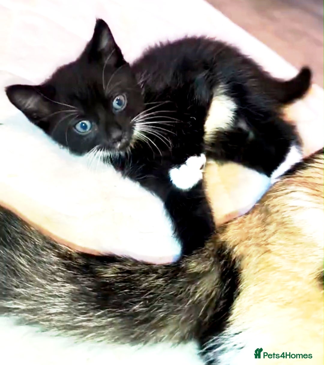 Mixed Breed Kitten 2