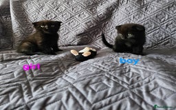 Mixed Breed cats for sale: Scottish Fold Kittens! Ready for loving home - Image 33