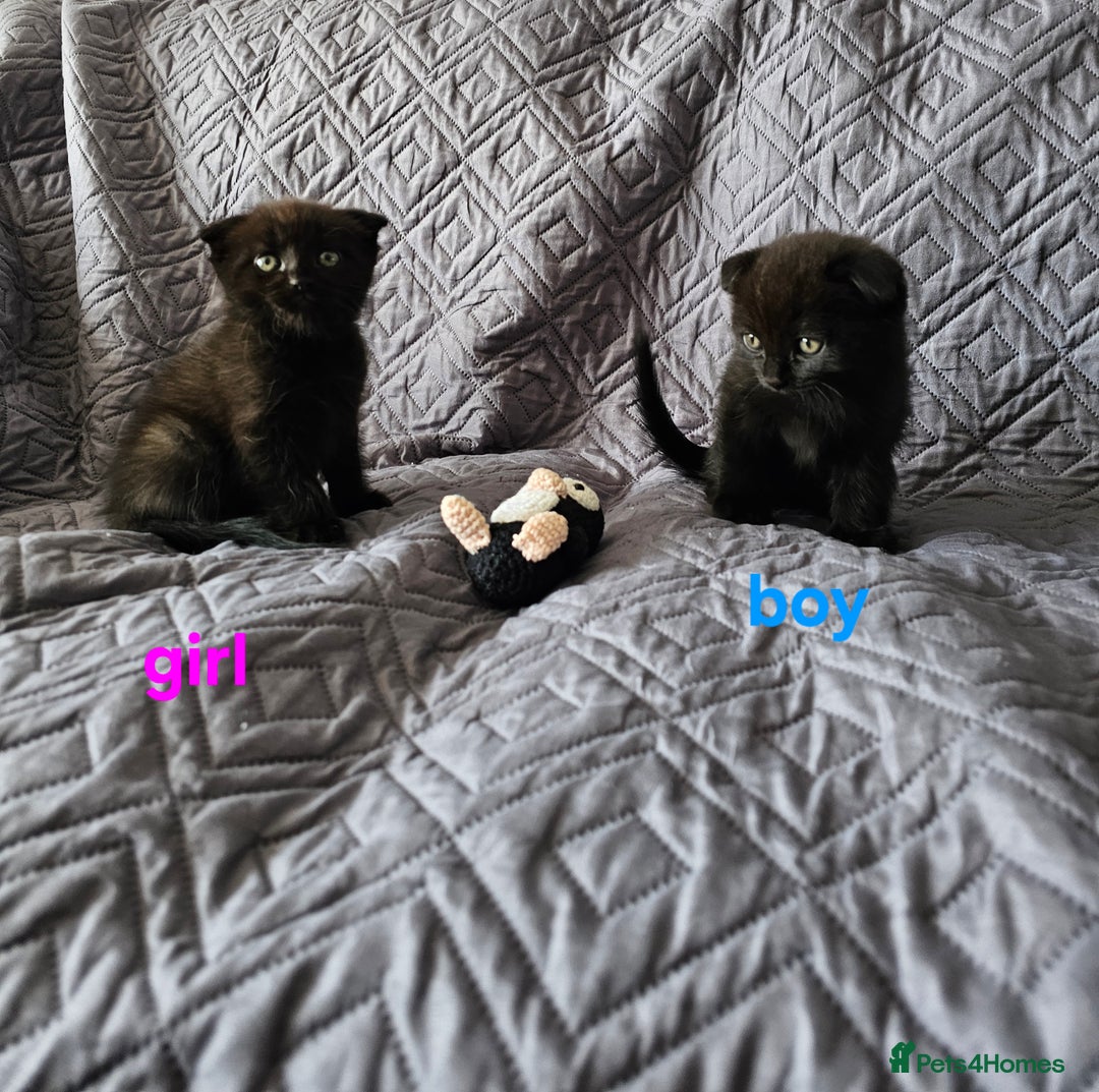 Mixed Breed cats for sale: Scottish Fold Kittens! Ready for loving home - Image 33