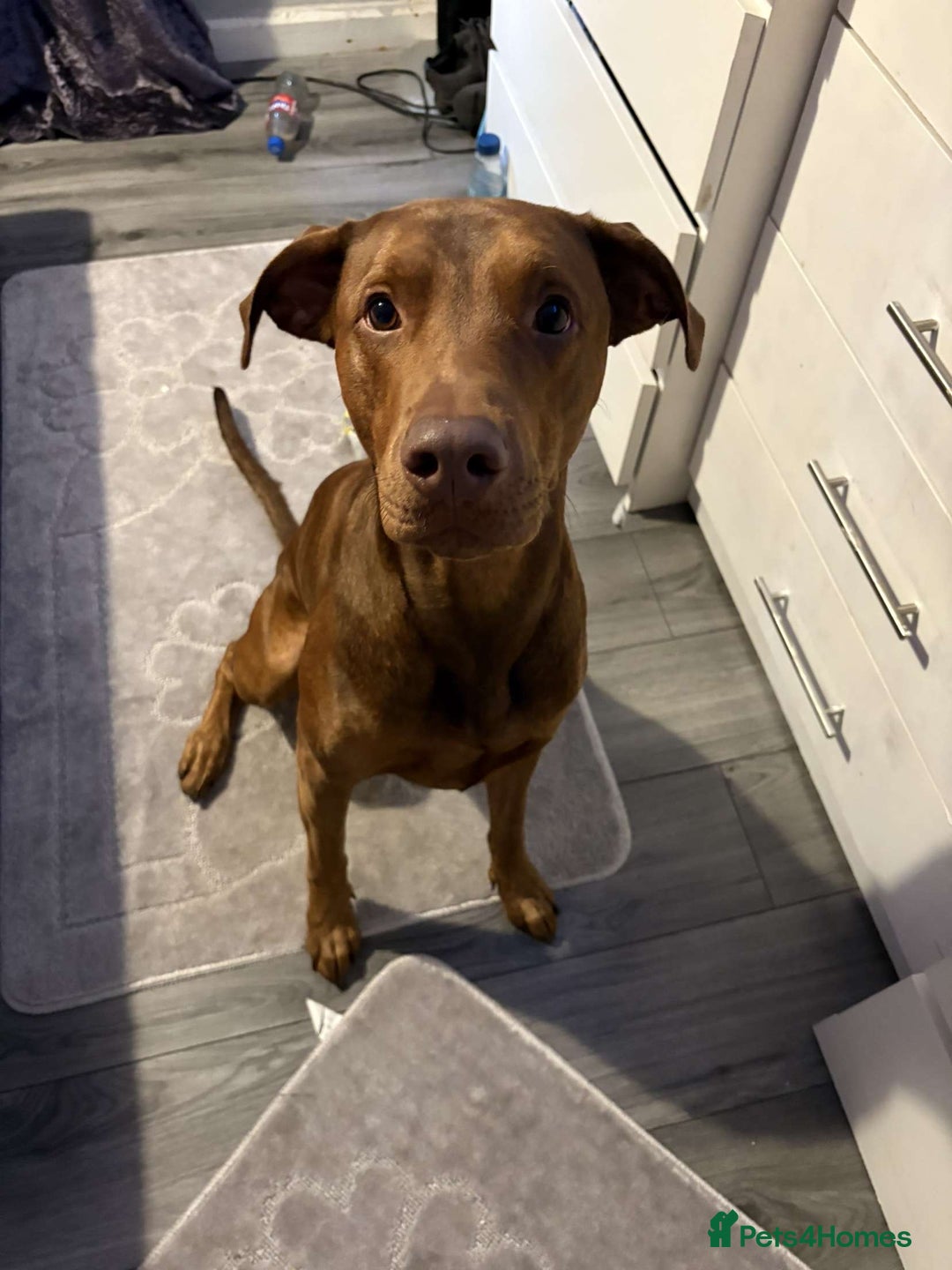 Mixed Breed dogs for sale: Doberman x mastiff  - Advert 2