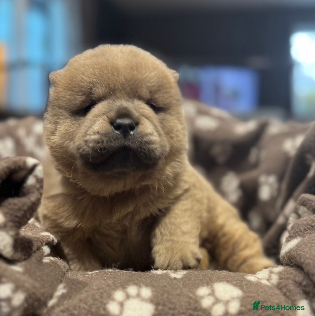 Chow Chow dogs for sale: Stunning smooth chows  - Advert 11