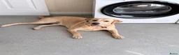 Labrador Retriever dogs for sale: 1 year old female labrador retriver - Advert 4