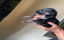 German Shepherd dogs for sale: beautiful long haired working german shepards - Image 8