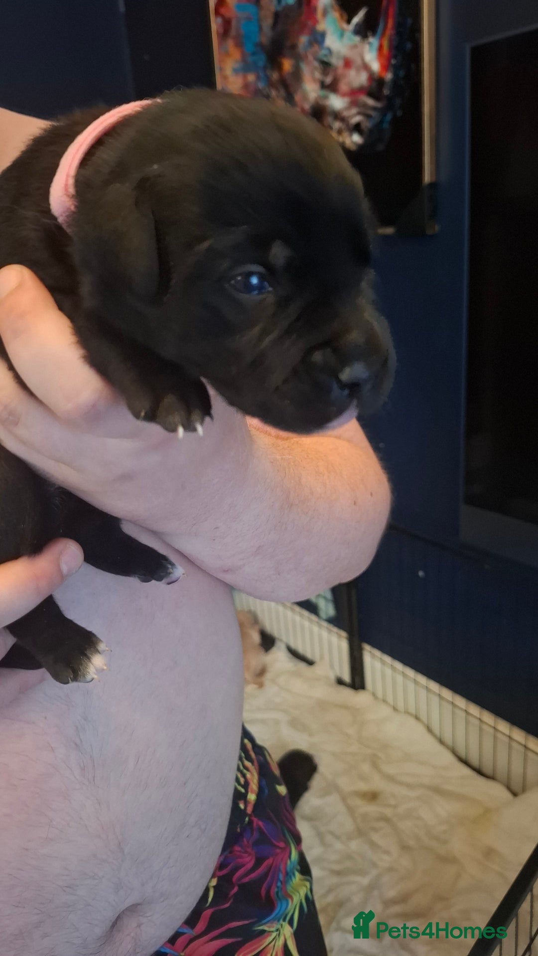 Mixed Breed dogs for sale: Canecorxer cross golden retriever  - Image 8