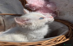 Ragdoll cats for sale: 💙🩷GCCF RAGDOLL KITTENS M&F 9WKS NEUT & SPAYED 🥇 - Image 35