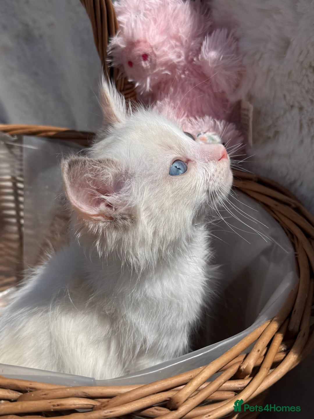 Ragdoll cats for sale: 💙🩷GCCF RAGDOLL KITTENS M&F 9WKS NEUT & SPAYED 🥇 - Image 35