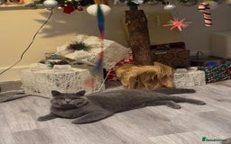 British Shorthair cats for sale: British shorthair cats Gccf registered  - Image 7
