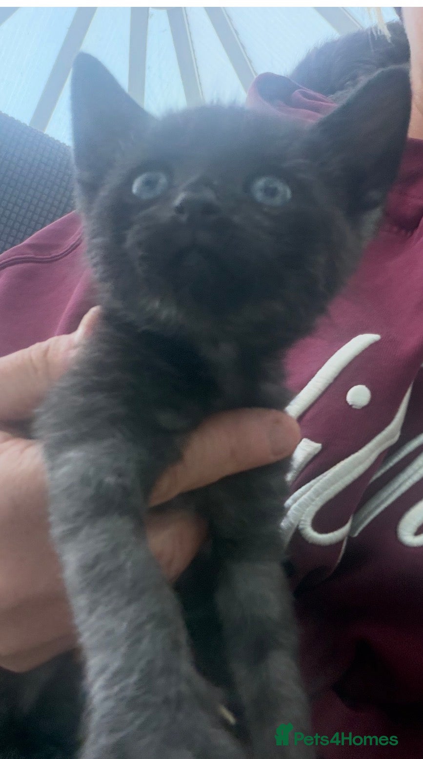 Mixed Breed cats for sale: Beautiful hand reared kittens - Advert 2