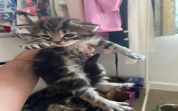 Mixed Breed cats for sale: Gorgeous tabby kittens (ONLY 1 LEFT) - Image 15