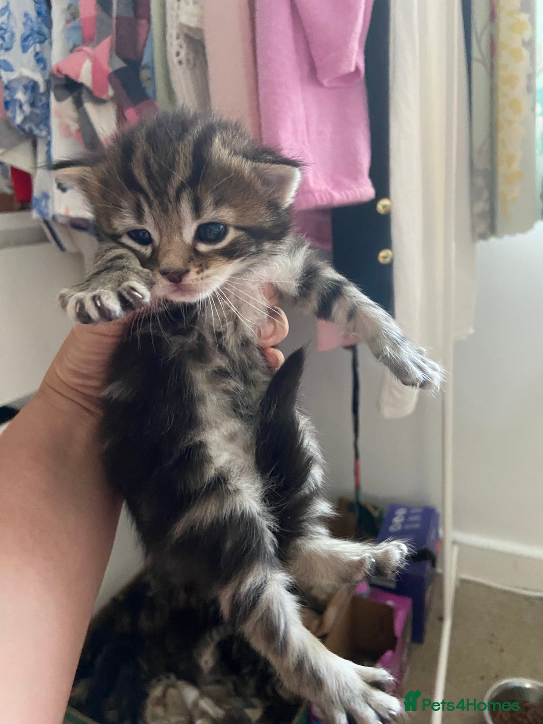 Mixed Breed cats for sale: Gorgeous tabby kittens (ONLY 1 LEFT) - Image 15