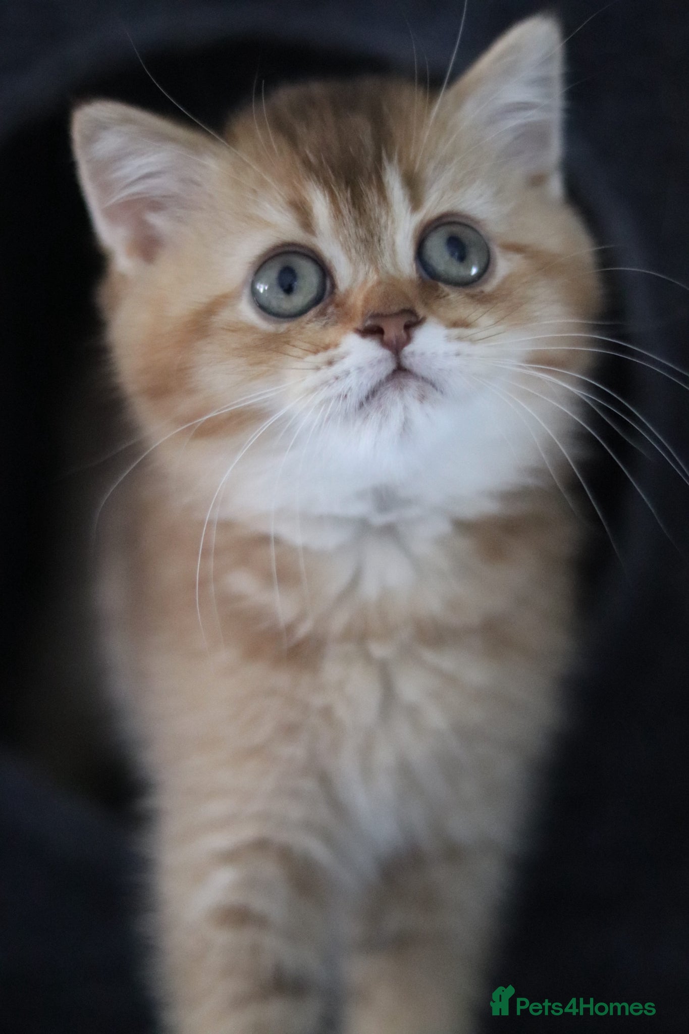 British Shorthair cats 🧸Ready To Go 🧸Luxury Champion line Golden BSH🌟 - Advert 1