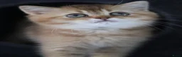 British Shorthair cats for sale: 🌟 Luxury Champion line Golden BSH🌟 - Advert 5
