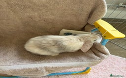 Mini Lop rabbits for sale: Friendly mini lop babies ready 14 August - Image 10