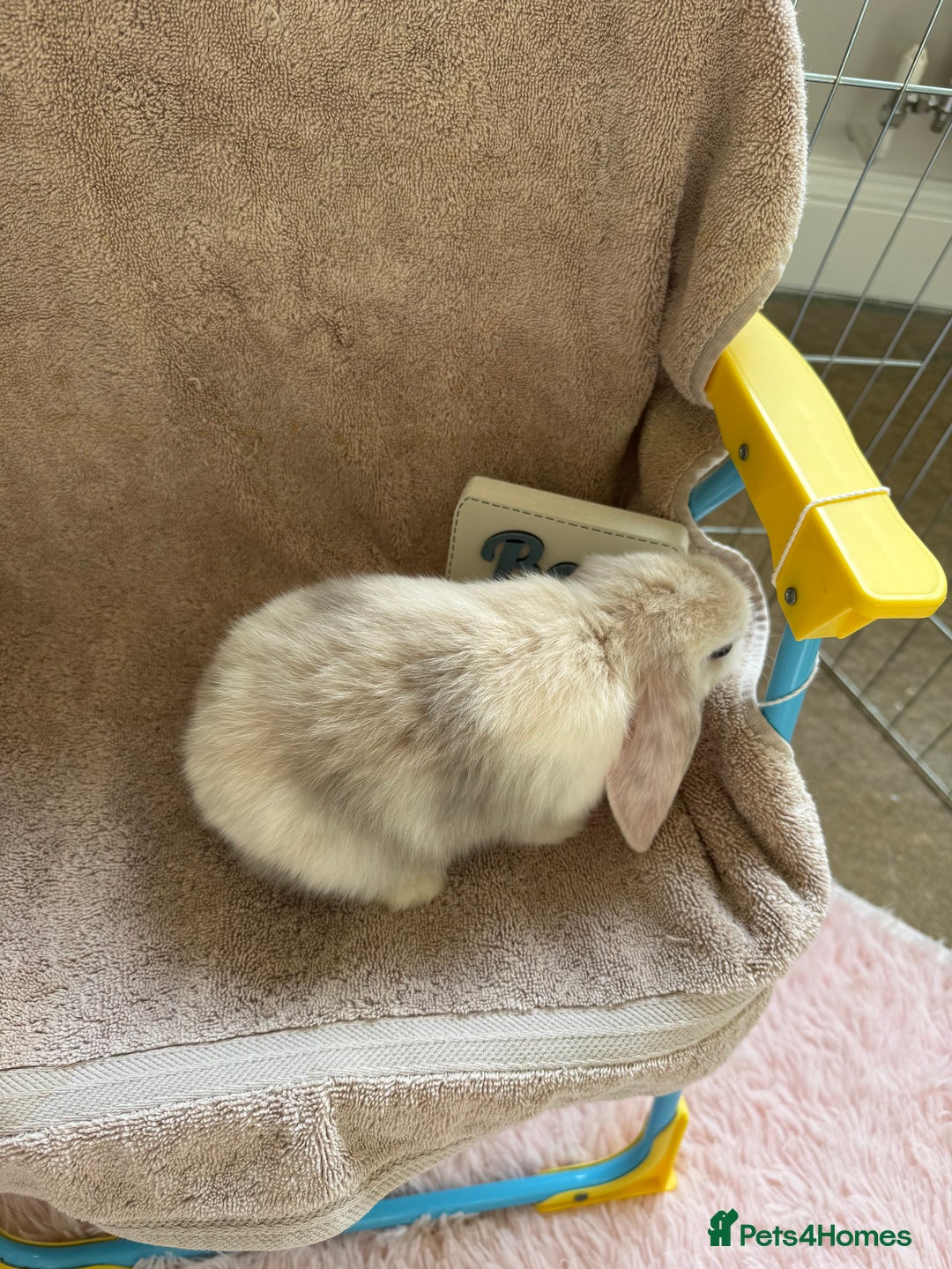 Mini Lop rabbits for sale: Friendly mini lop babies ready 14 August - Image 10