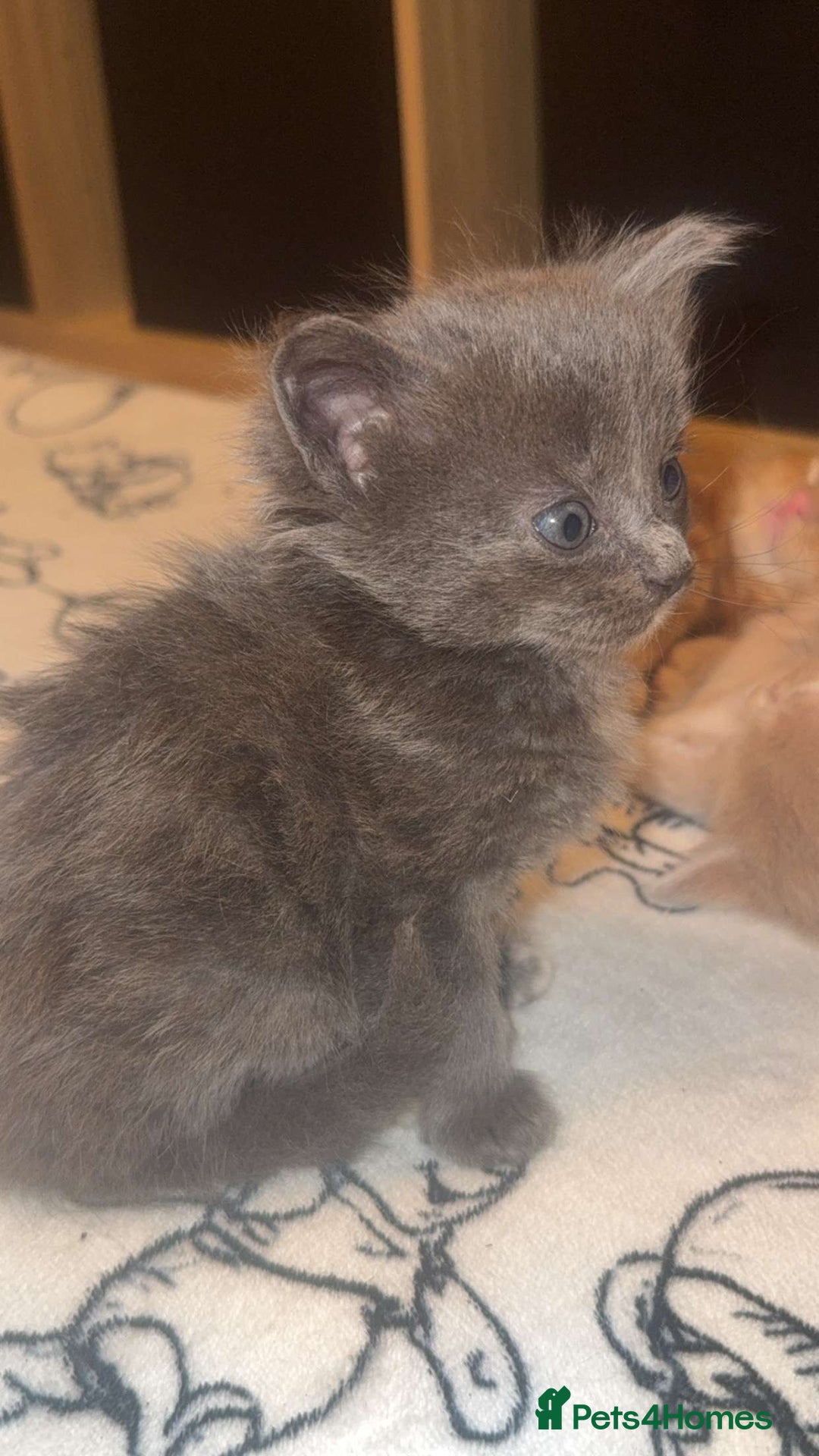 Maine Coon cats for sale: 3 kittens 3/4 maincoone  - Image 5