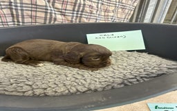 Cocker Spaniel dogs for sale: Two cocker spaniel litters - Image 14