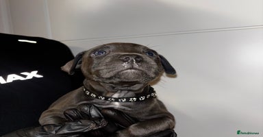Staffordshire Bull Terrier dogs - Advert 8