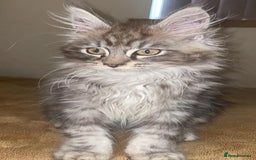 Maine Coon cats for sale: Beautiful male maine coon  - Image 1